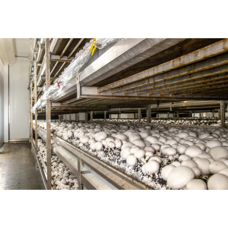 Fattoria Idroponica in Contain - Urban Farming Projects recensione e prezzo